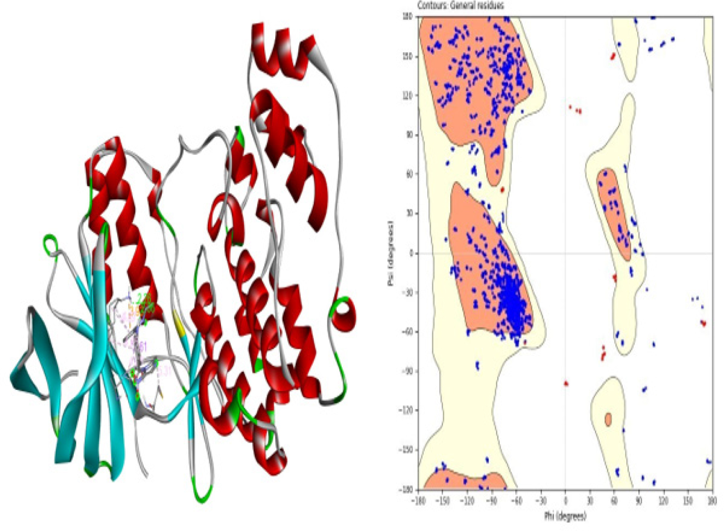 Ribbon Structure Protein structure and Ramachandran Plot.