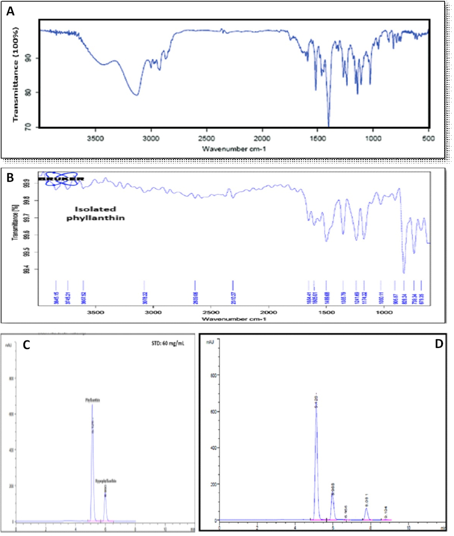 Spectroscopy of isolated phyllanthin. FTIR spectra of standard (A). (Sethiya et al., 2015) and isolated phyllanthin (B). HPLC Chromatograms showing standard phyllanthin Rt at 5.126 and hypophyllanthin Rt at 5.990 min (C), and isolated phyllanthin Rt at 5.126 and hypophyllanthin 5.988 min (D).