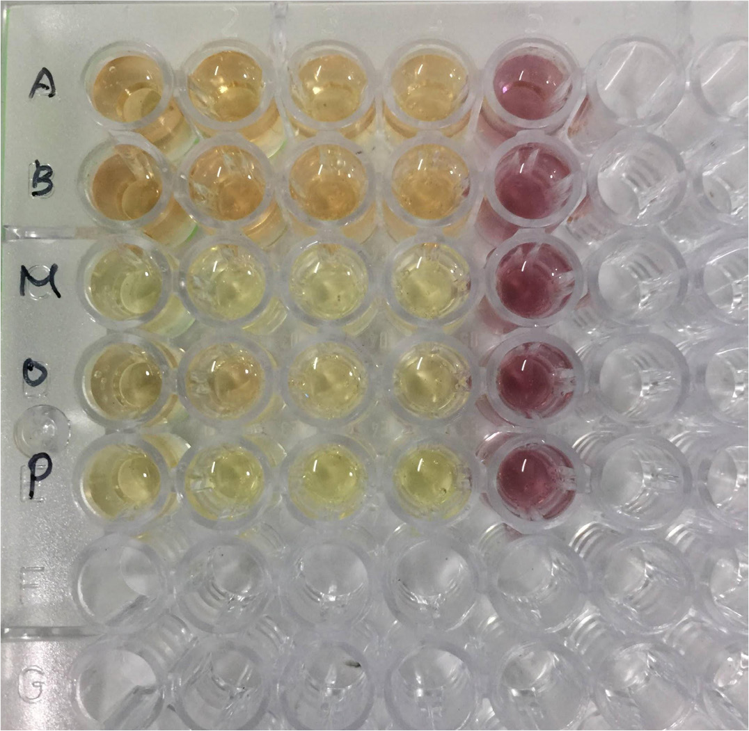 DPPH assay absorbance of different fruit peels using the ELISA method. A-Apple, B-Banana, M-Mango, O-Orange, P-Pomegranate.
