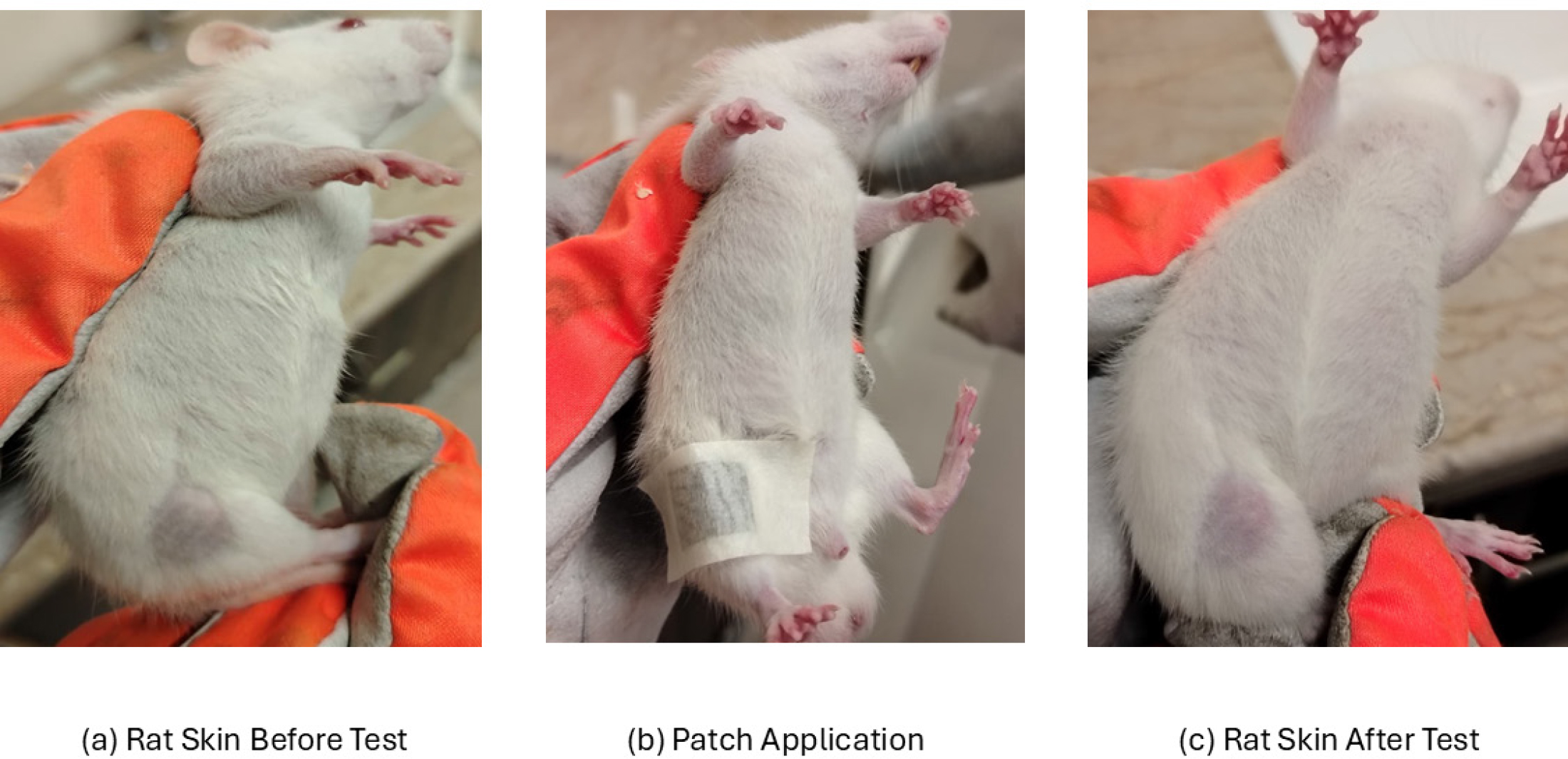 Assessment of dermal tolerance of transdermal patches following topical application on male albino rats.