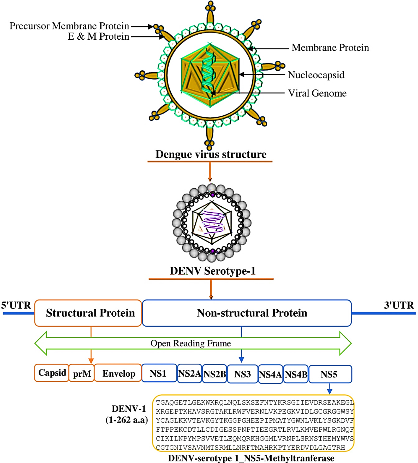 Diagrammatic representation of the Dengue Serotype Virus-1 (DENV-1) structure, highlighting the membrane protein, nucleocapsid, viral genome and others. Three structural and seven non-structural proteins are formed by digesting the DENV RNA genome and polyprotein. Untranslated region, or UTR. Amino acid sequence (1-262) of NS5-methyltransferase domain of DENV-1 virus.