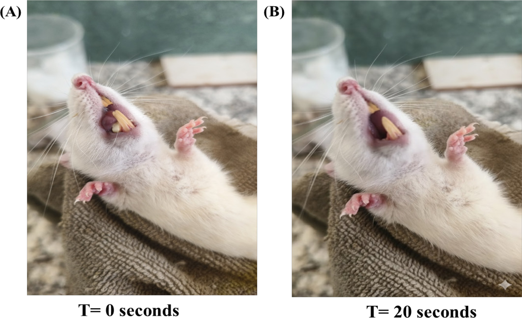 (A) showed the administration of a prepared sublingual tablet at time 0 sec. (B) shows the mucoadhesion and residence time of the prepared tablet at 20 sec.