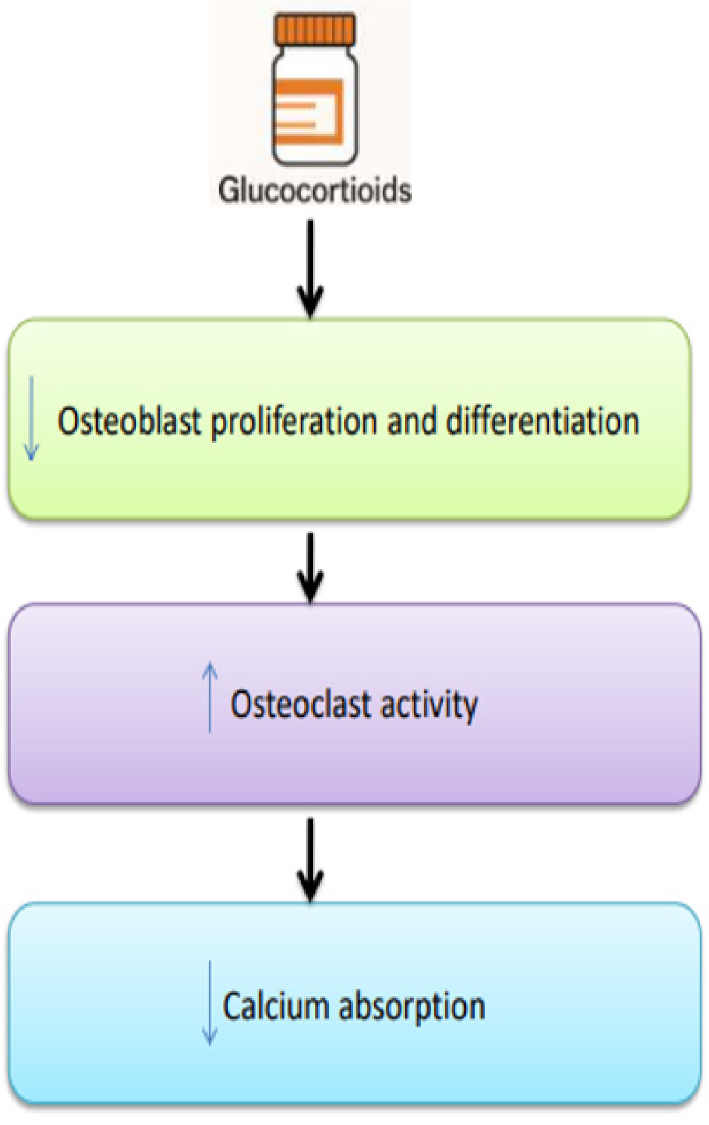 Effect of Glucocorticoids on Bone Formation.