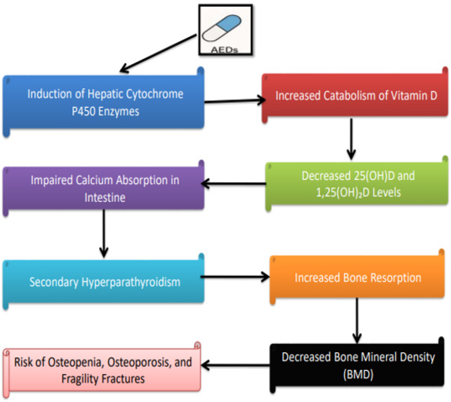 Mechanism of Antiepileptic Drug (AED)-Induced Bone Loss.