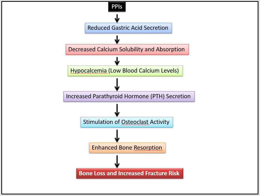 Proton Pump Inhibitor (PPI)-Induced Bone Loss Mechanism.