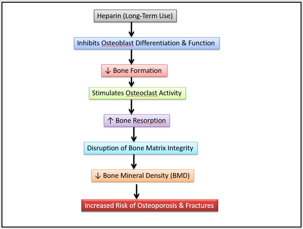 Mechanism of Heparin-Induced Bone Loss.