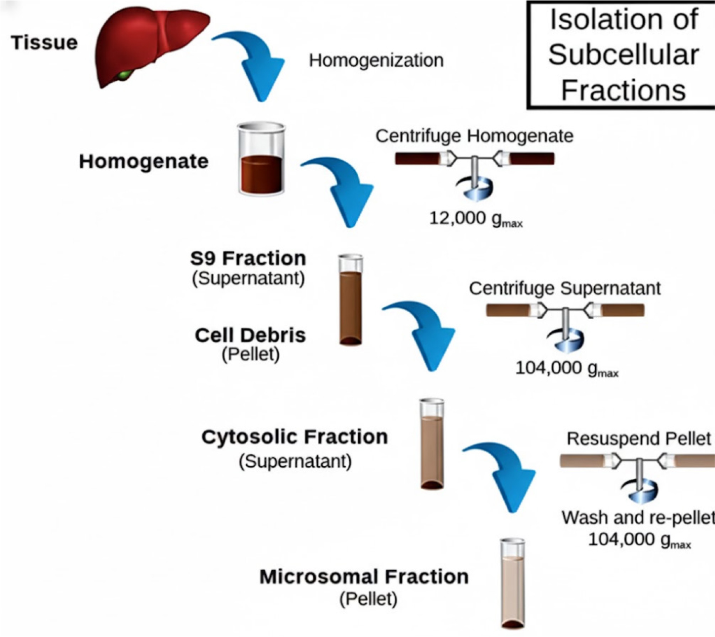 This diagram outlines the sequential differential centrifugation method for the isolation of subcellular fractions from tissue (e.g., liver). The process begins with homogenization, followed by a series of centrifugation steps at increasing gmax forces (12,000 gmax and 104,000 gmax). This technique separates the homogenate into distinct fractions, including the S9 fraction, cell debris, cytosolic fraction, and the microsomal fraction.