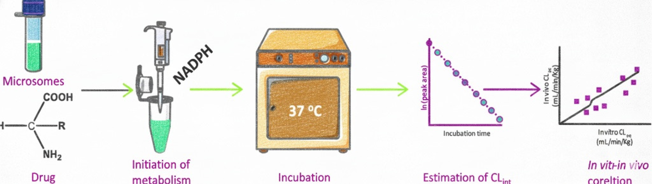 This diagram illustrates the process of estimating the intrinsic Clearance (CLint) of a drug using liver microsomes and NADPH. The procedure involves incubation, kinetic analysis (ln (peak area) vs. Incubation time), and finally establishing an in vitro-in vivo correlation (IVIVC) for systemic clearance (CLsys). This methodology predicts in vivo drug metabolism based on in vitro data.