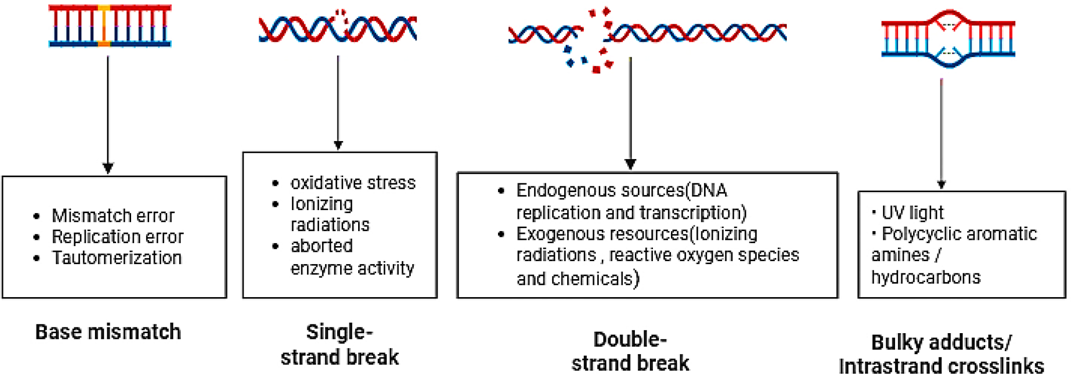 Causes of DNA Damage in the DNA Damage Repair pathway (DDR).