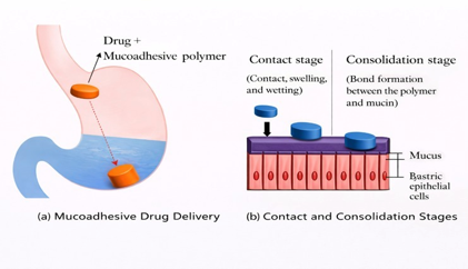 Discussion on Mucoadhesion.