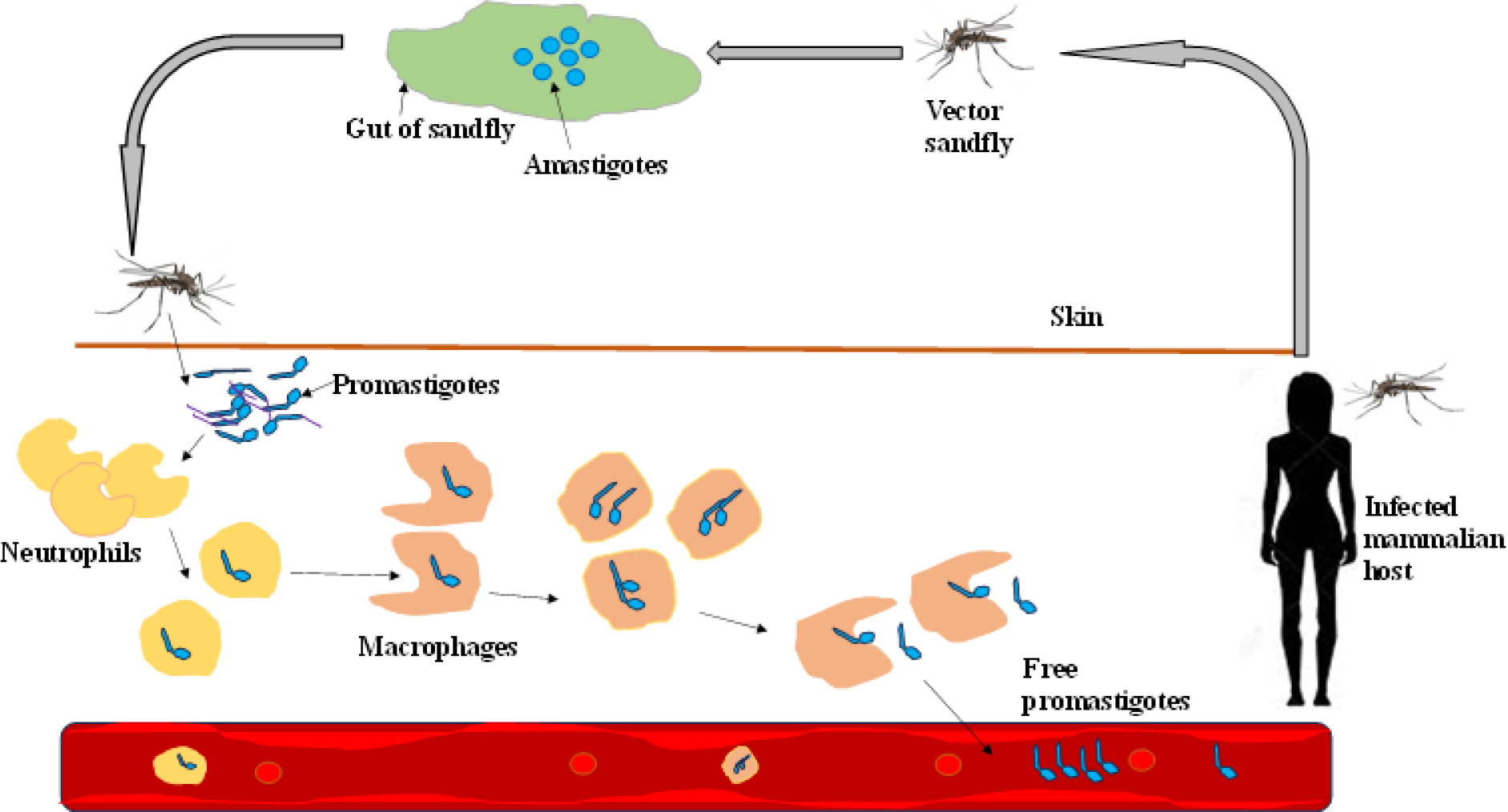 Displays components of sandfly saliva, bacteria, and parasites entering the skin, attracting neutrophils, and the survival of parasites within macrophages.