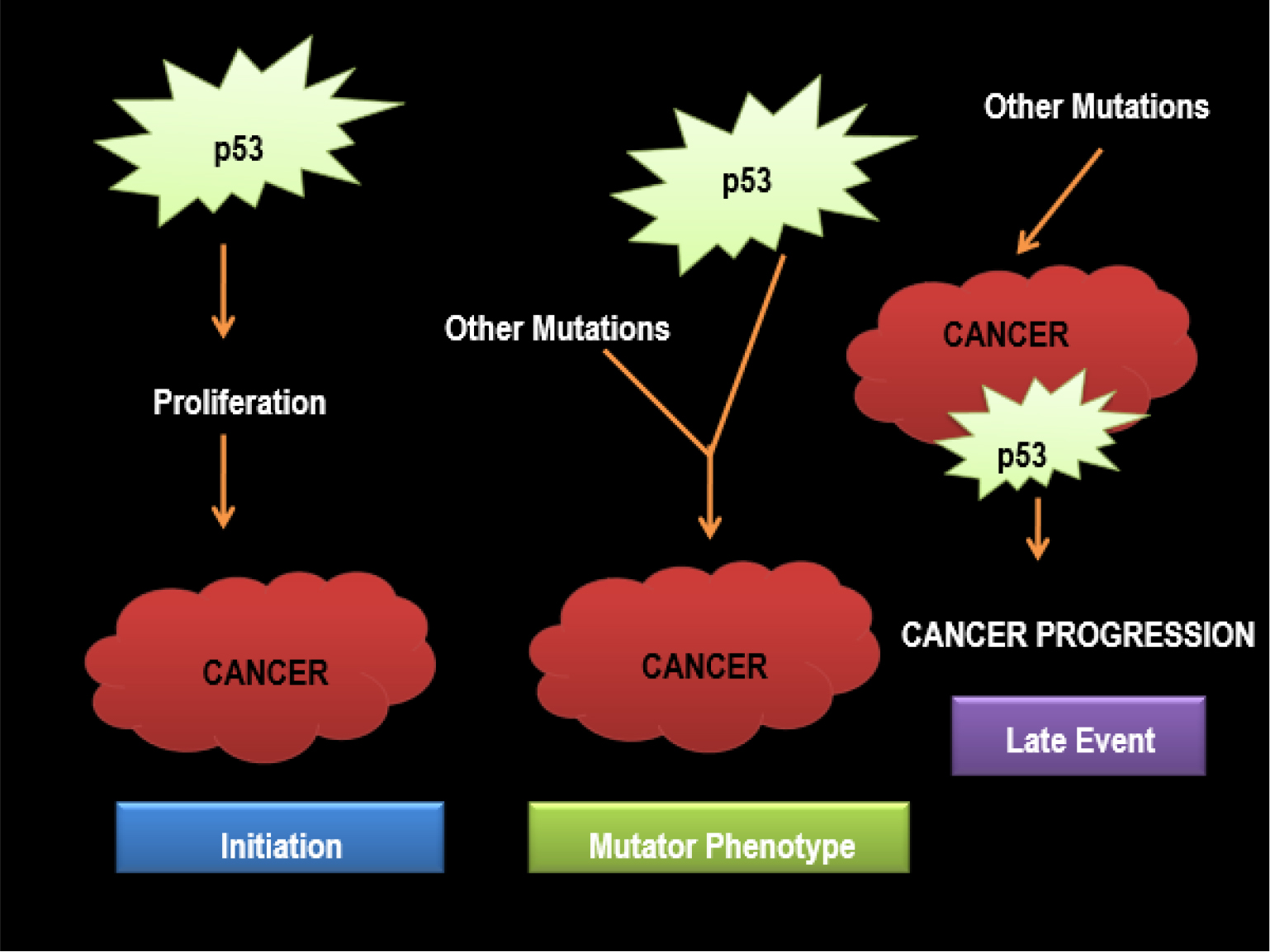 Mutations in Tumor Suppressor Genes (e.g., p53).