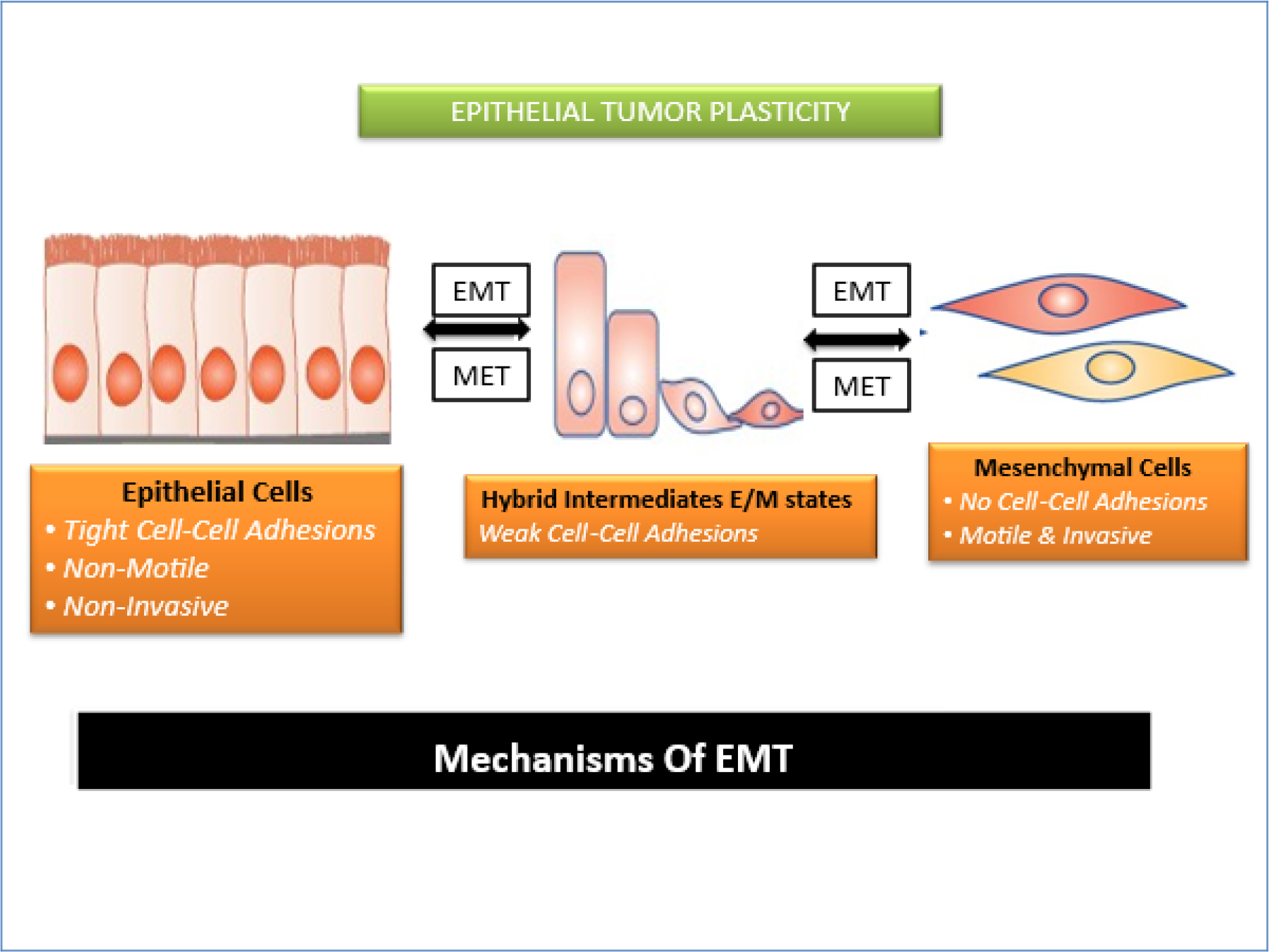 Mechanism of Epithelial-Mesenchymal Transition (EMT).
