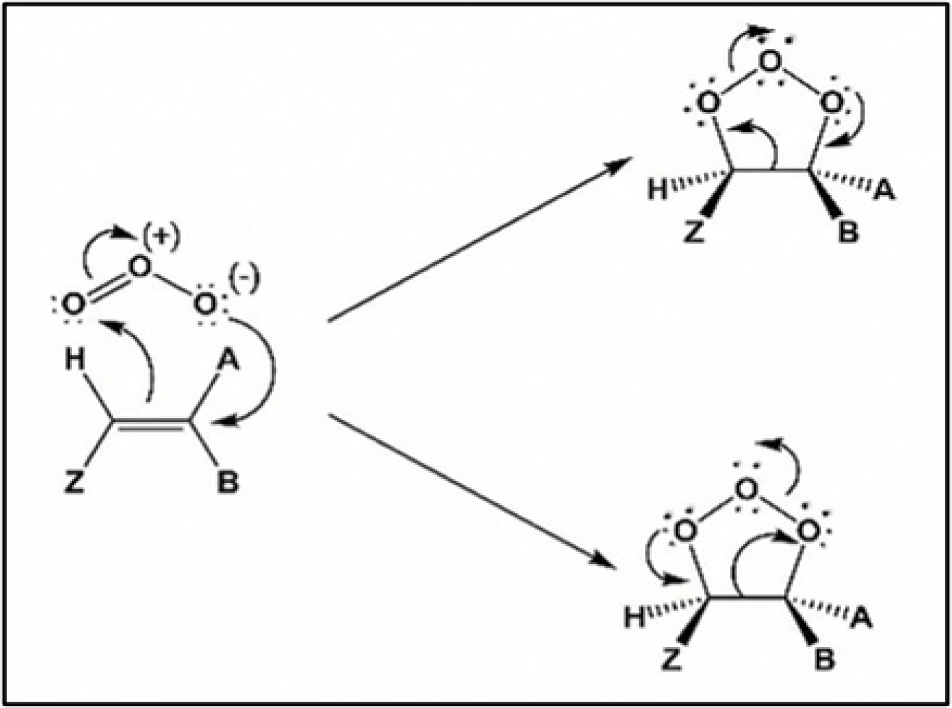 Formation of primary ozonide.