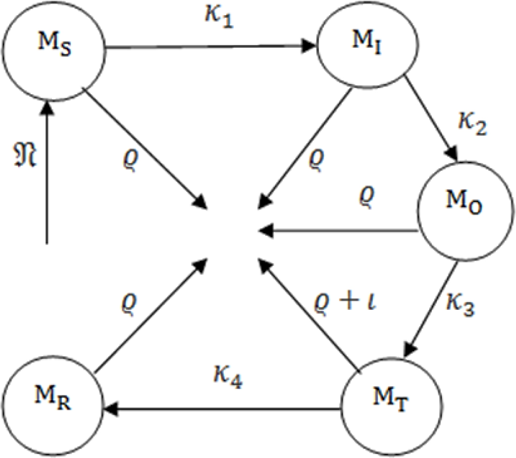 The systematic diagram of the model.