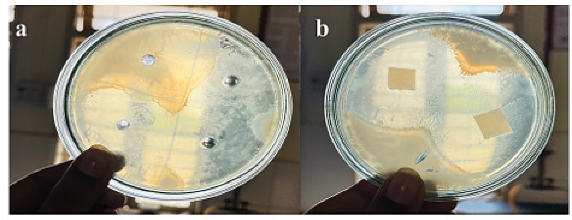 Zones of inhibition for a) Lincomycin Hydrochloride pure drug and b) transdermal patches.
