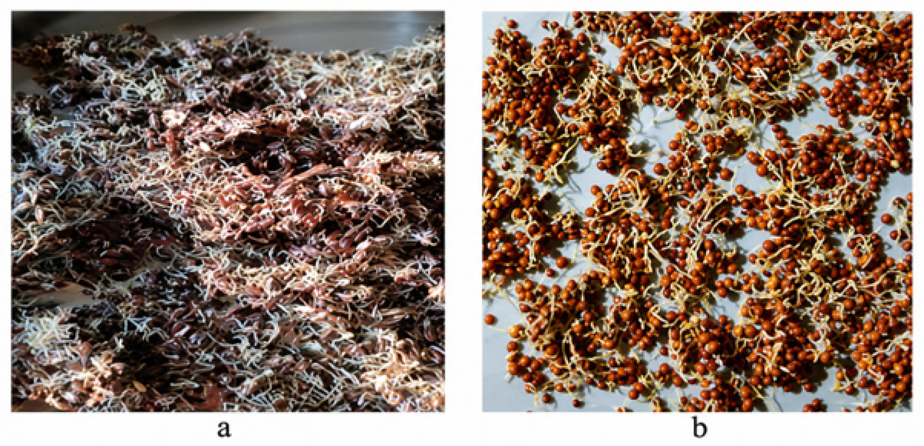 Sprouts of A) Flax seed & B) Finger millet.