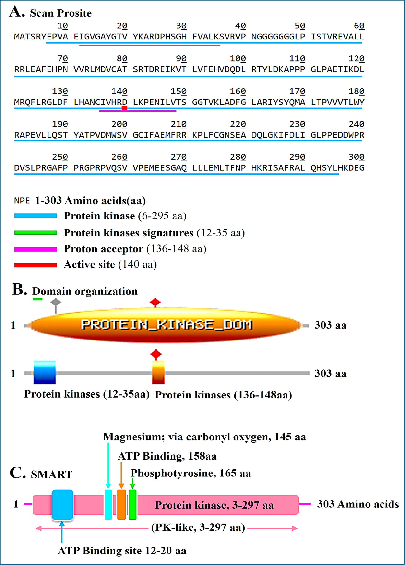 (A) ScanProsite tool identified many domains. (B) Analysis showed that the main PROTEIN_KINASE_DOM (C) SMART tool identified a protein kinase/PK-like domain with ATP-binding and a phosphotyrosine-related site, among other features.