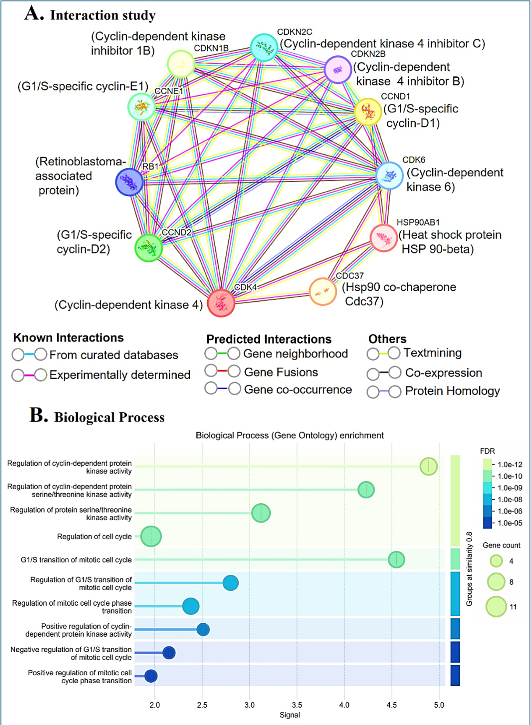 (A) Interaction network of CDK4 with important cell cycle regulators. (B) Gene Ontology (GO) biological process enrichment showing significant association with cell cycle regulation, G1/S transition, and cyclin-dependent protein kinase activity.