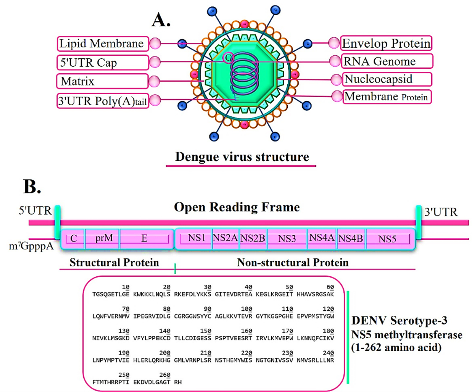 (A) Schematic of a dengue virion showing the lipid envelope with E and M proteins, and the nucleocapsid (C), which are encoded by the structural protein region of the genome. (B) Genome organization reveals that a single open reading frame encodes structural proteins and non-structural proteins. Specifically, the NS5-MTase from DENV serotype 3, highlighted by its sequence, is encoded in the non-structural region.