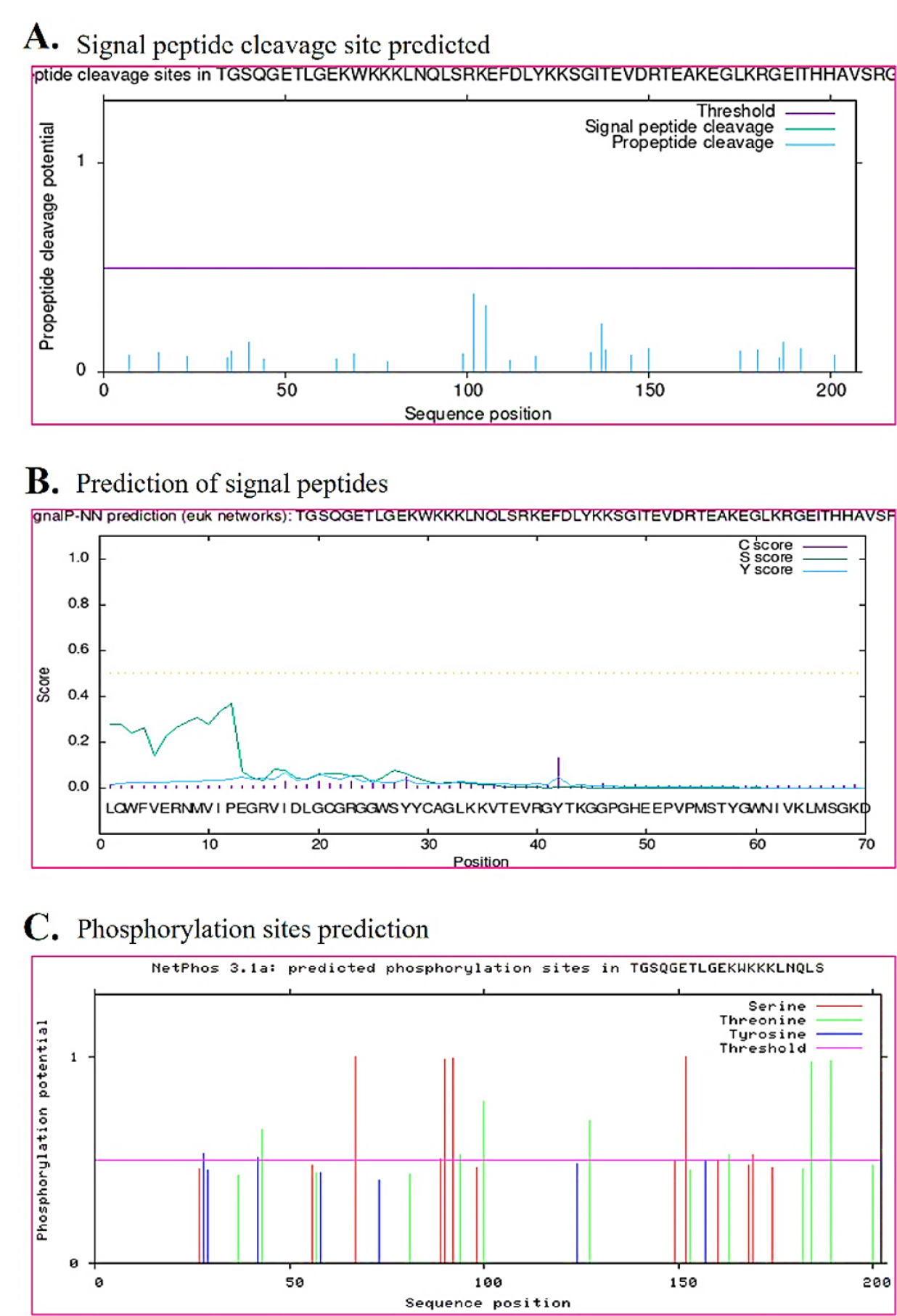 (A) Cleavage prospect is plotted across the sequence, with a horizontal threshold line marking the cutoff; as no peaks cross this limit, there is no classical signal or propeptide cleavage site. (B) C, S, and Y scores for the N-terminal region all remain below the dotted cutoff, further confirming the lack of an N-terminal signal peptide. (C) Per-residue phosphorylation potential is shown for Ser (red), Thr (green), and Tyr (blue), while the magenta line indicates the decision threshold.