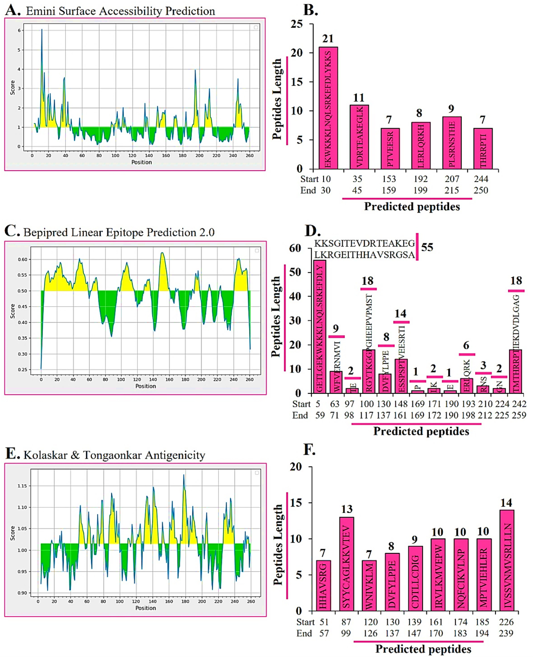 (A) Emini surface accessibility scores along the sequence (threshold line shown). (B) Surface-accessible peptides selected from A with start/end positions and lengths. (C) BepiPred 2.0 linear-epitope scores across the sequence (cutoff indicated). (D) BepiPred-derived epitope peptides with coordinates and lengths. (E) Kolaskar-Tongaonkar antigenicity profile (average-propensity threshold shown). (F) Antigenic peptides chosen from E with start/end positions and lengths.