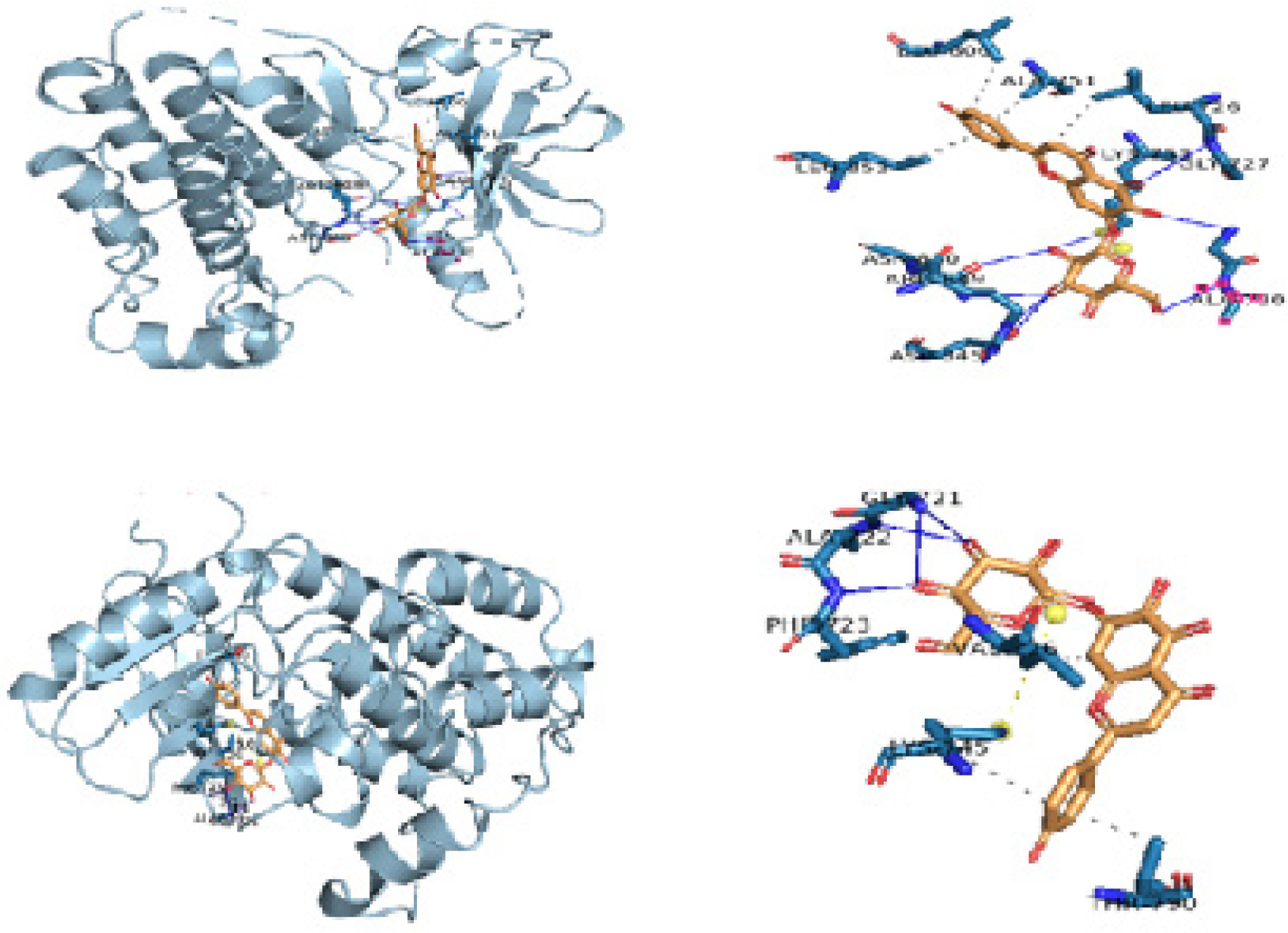 (A) Docked Pose And PLIP Interaction Profile Of Plantaginin Bound To Human Epidermal Growth Factor Receptor 2 (HER2). (B) Docked Pose And PLIP Interaction Profile Of Plantaginin Bound To Epidermal Growth Factor Receptor (EGFR).