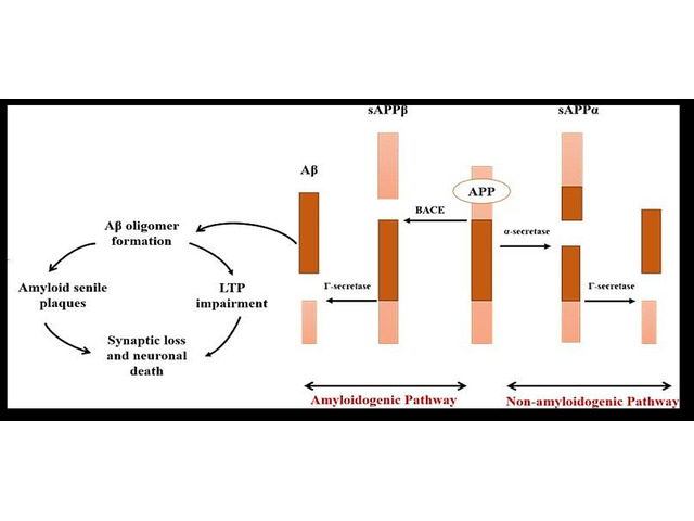 Role of Amyloid Beta and Tau Protein in Alzheimer’s disease