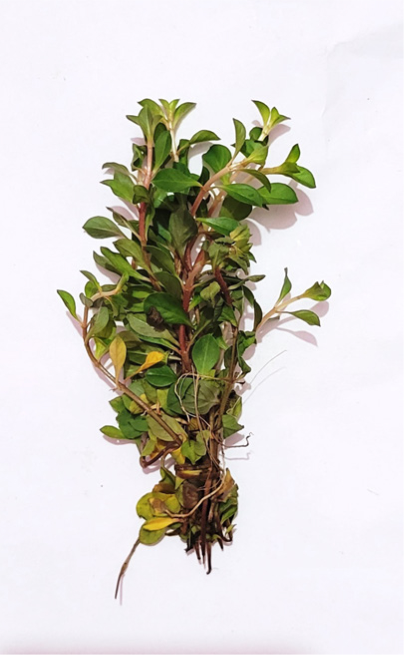 A Comprehensive Study on Ludwigia palustris (L.) Elliott: Physicochemical Characterization, Phytochemical Screening, and Evaluation of Antioxidant and Antibacterial Activities A Comprehensive Study on Ludwigia palustris (L.) Elliott: Physicochemical Characterization, Phytochemical Screening, and Evaluation of Antioxidant and Antibacterial Activities