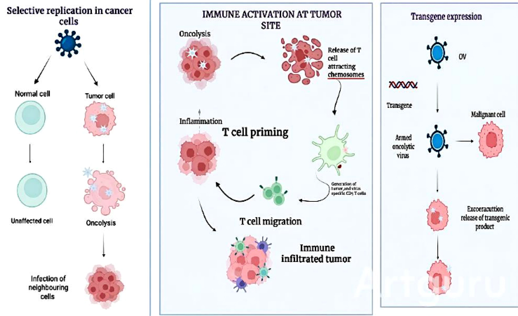 Mechanism of action of oncolytic virus: Oncolytic viruses particularly multiply within cancer cells, inducing oncolysis and immunological activation at the tumor site, whereas modified viruses also generate therapeutic transgenes for particular anticancer effects.