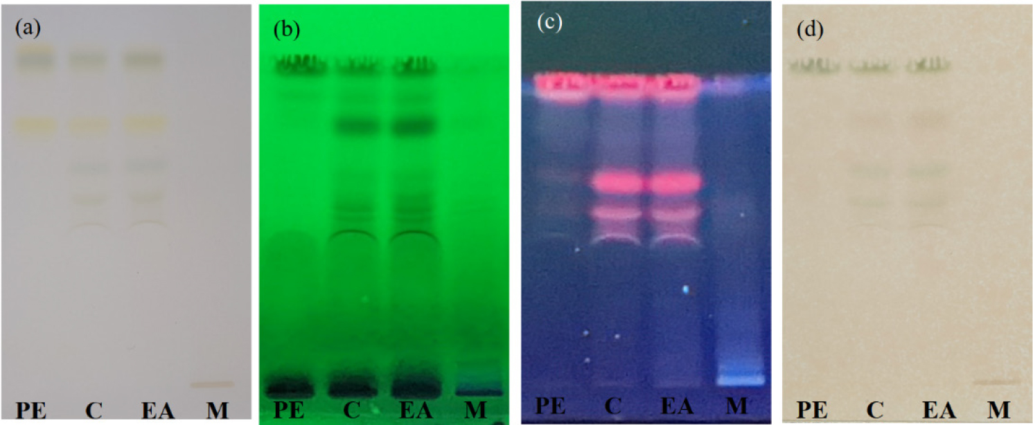 HPTLC fingerprinting of different leaf extracts of C. aloifolium with mobile phase, where PE (Pet ether), C (Chloroform), EA (Ethyl Acetate), and M (Methanol). (a) White light, (b) UV 254 nm, (c) 366 nm, (d) White light after Derivatisation with ferric chloride.