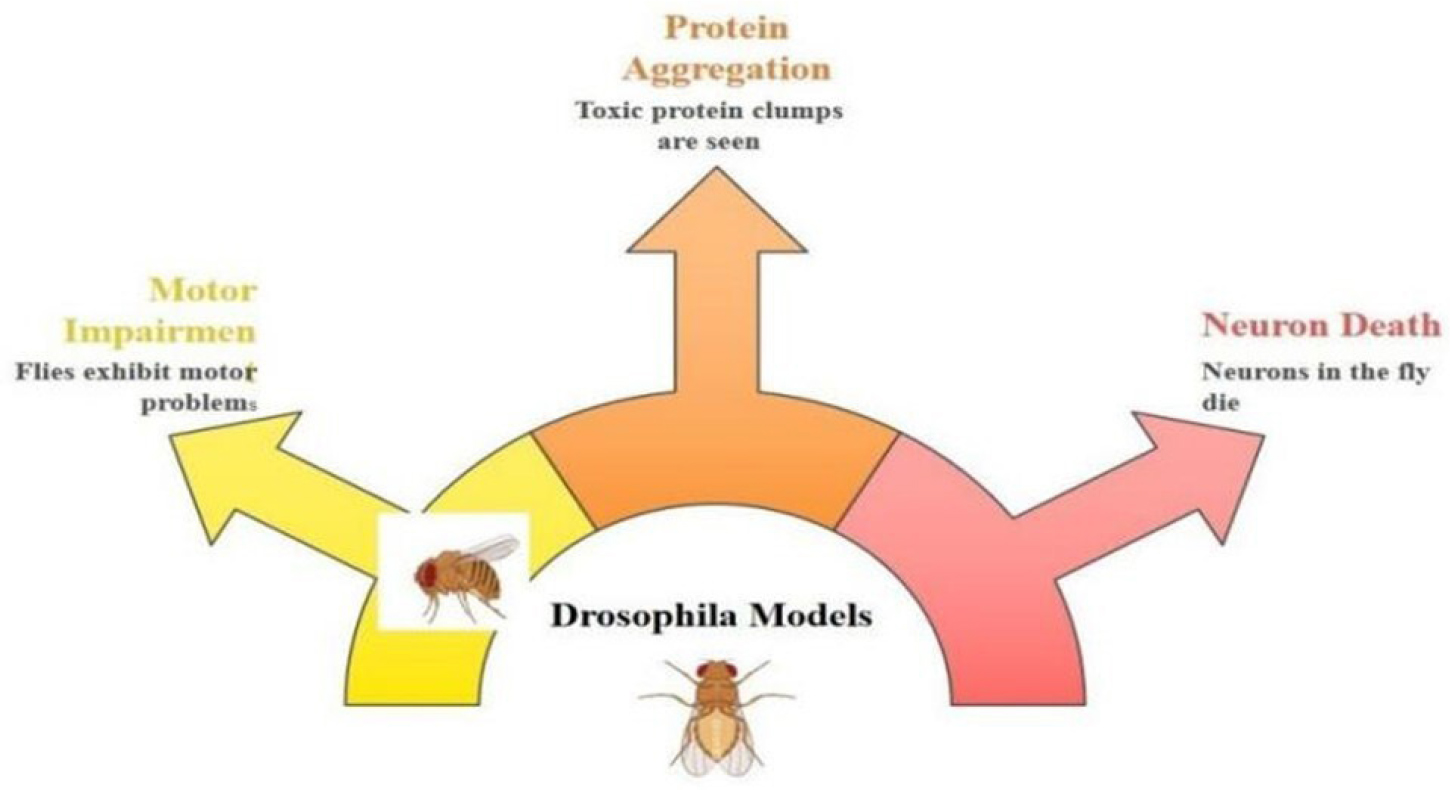 Application of Drosophila in Neurodegenerative diseases.