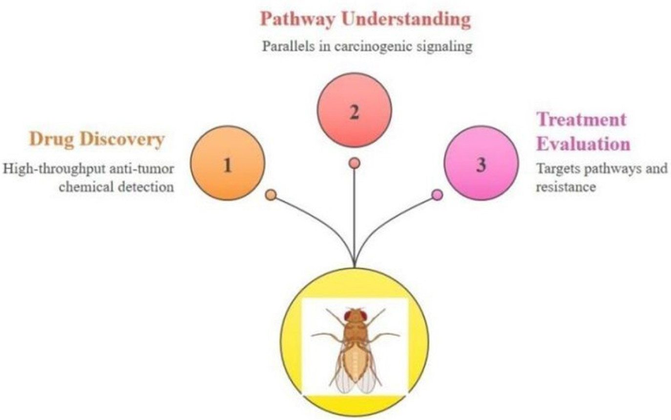 Role of Drosophila in Cancer Research.