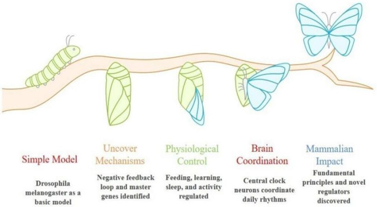 Circadian Clock Model of Drosophila.