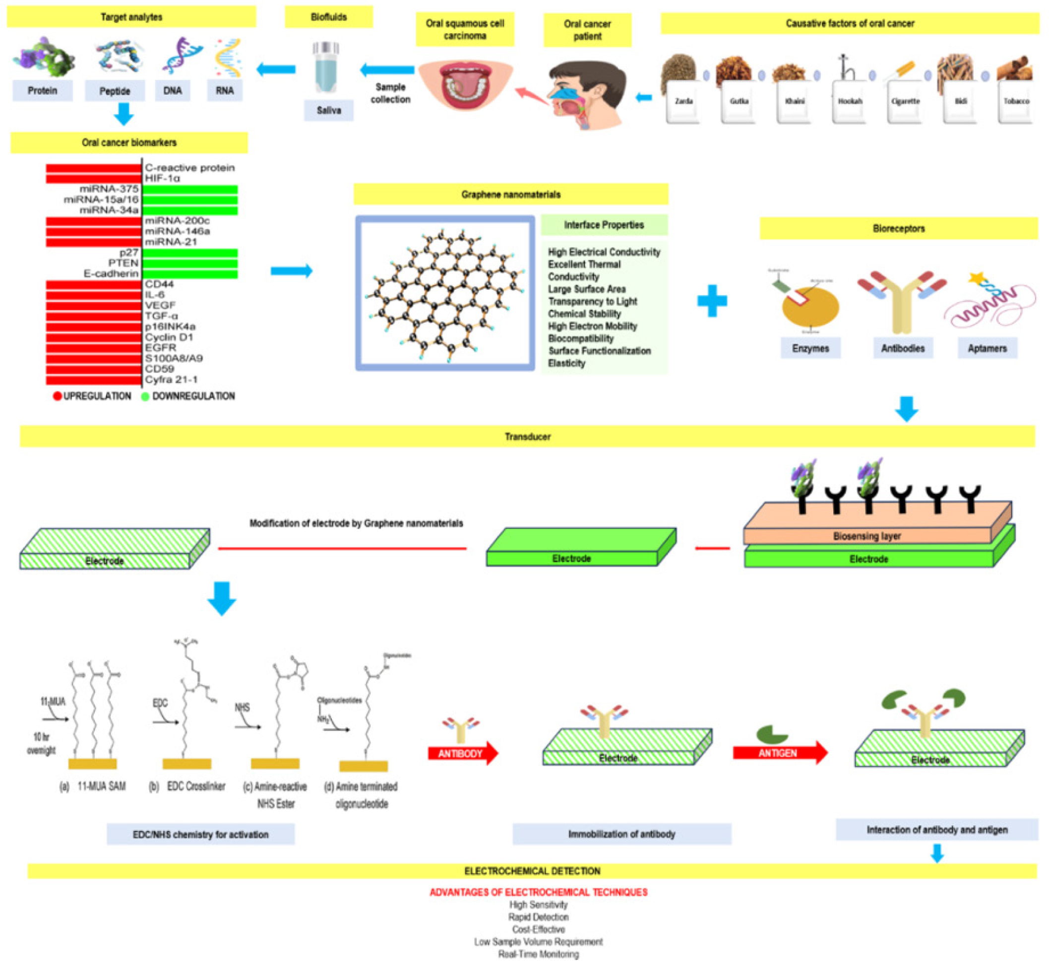 Illustrates the structure and function of graphene-based electrochemical biosensors designed for detecting salivary biomarkers associated with oral cancer (Mahalakshmi et al., 2025b).