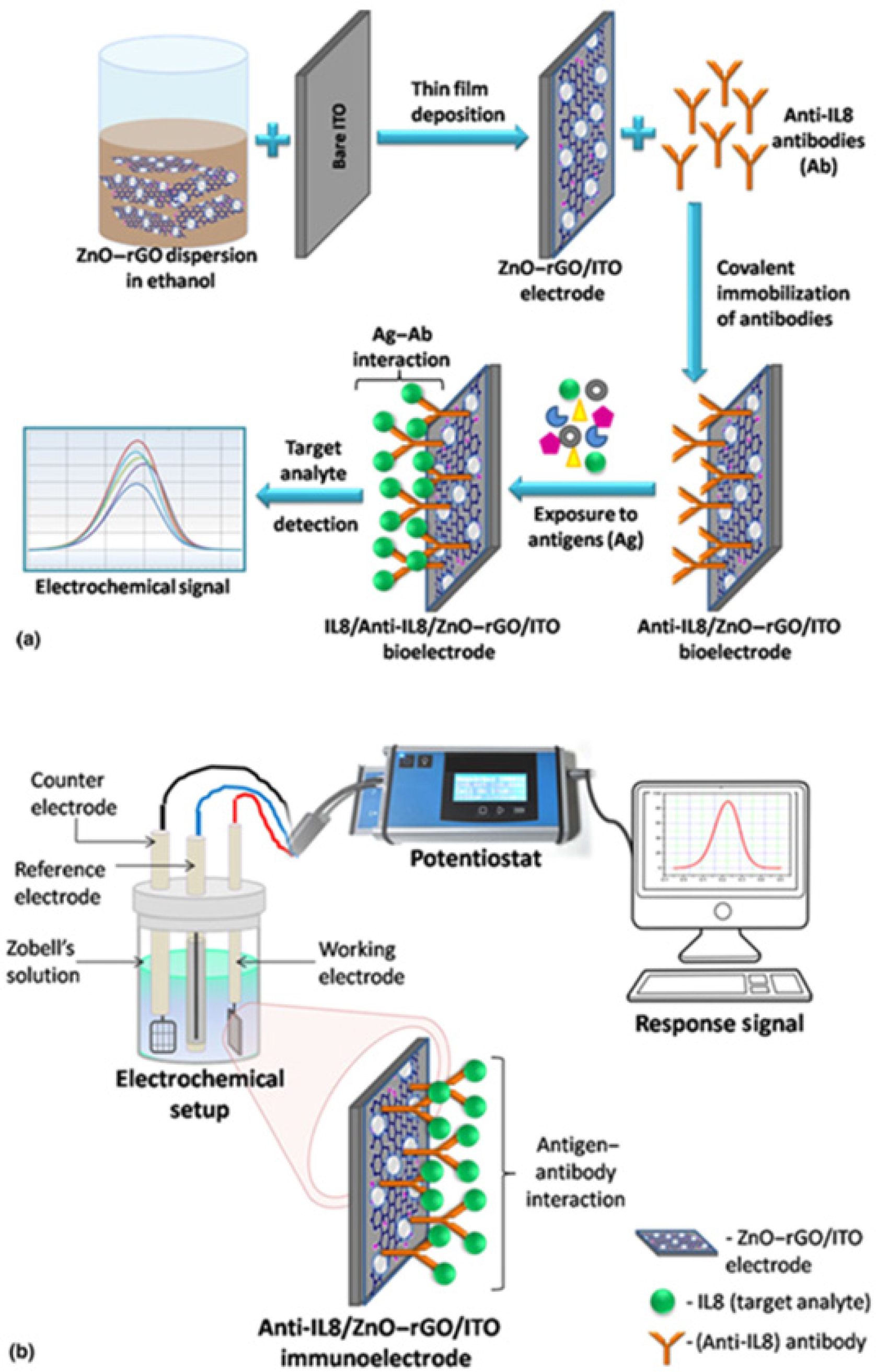 Presents a schematic overview showing (a) the fabrication steps of the Anti-IL8/ZnO-rGO/ITO immunosensor and (b) the electrochemical setup employed to perform electro-analytical measurements with the fabricated sensor (Mahalakshmi et al., 2025e).