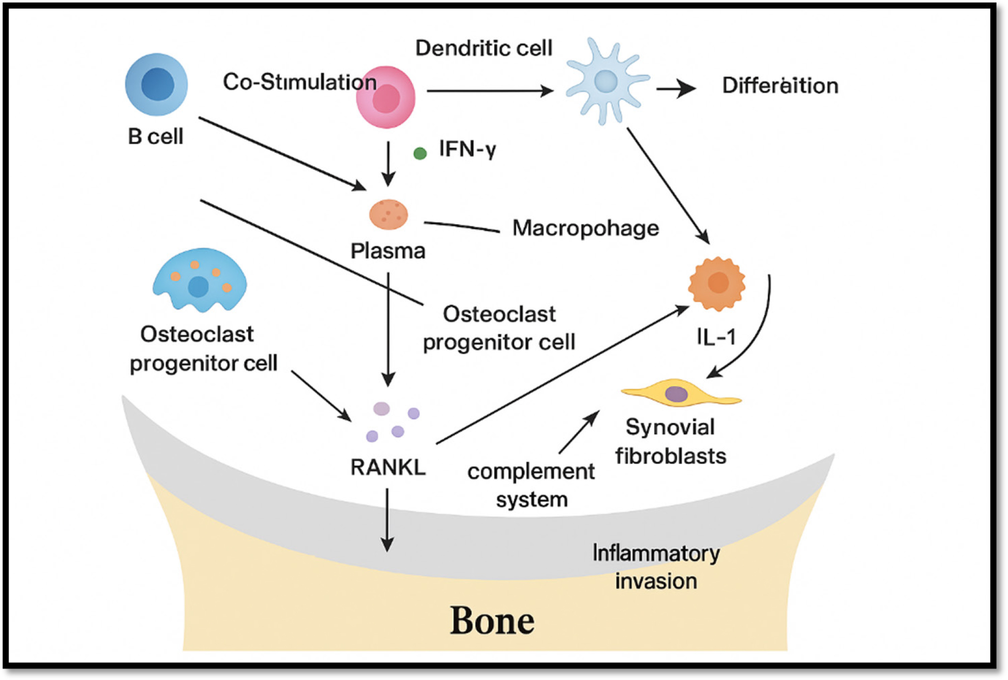 Cellular and molecular mechanisms of immune-mediated bone erosion.