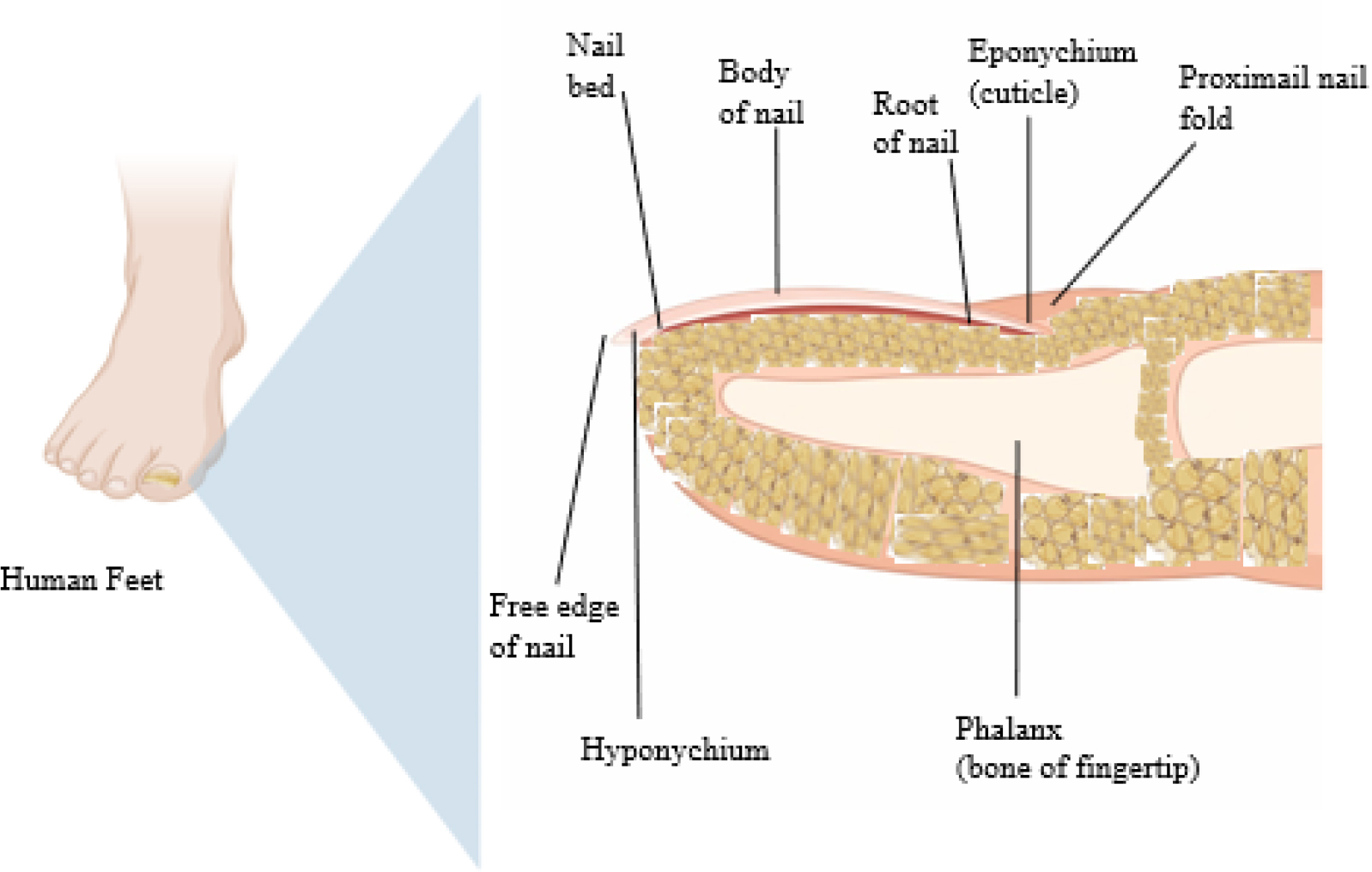 Anatomy of the Nail.