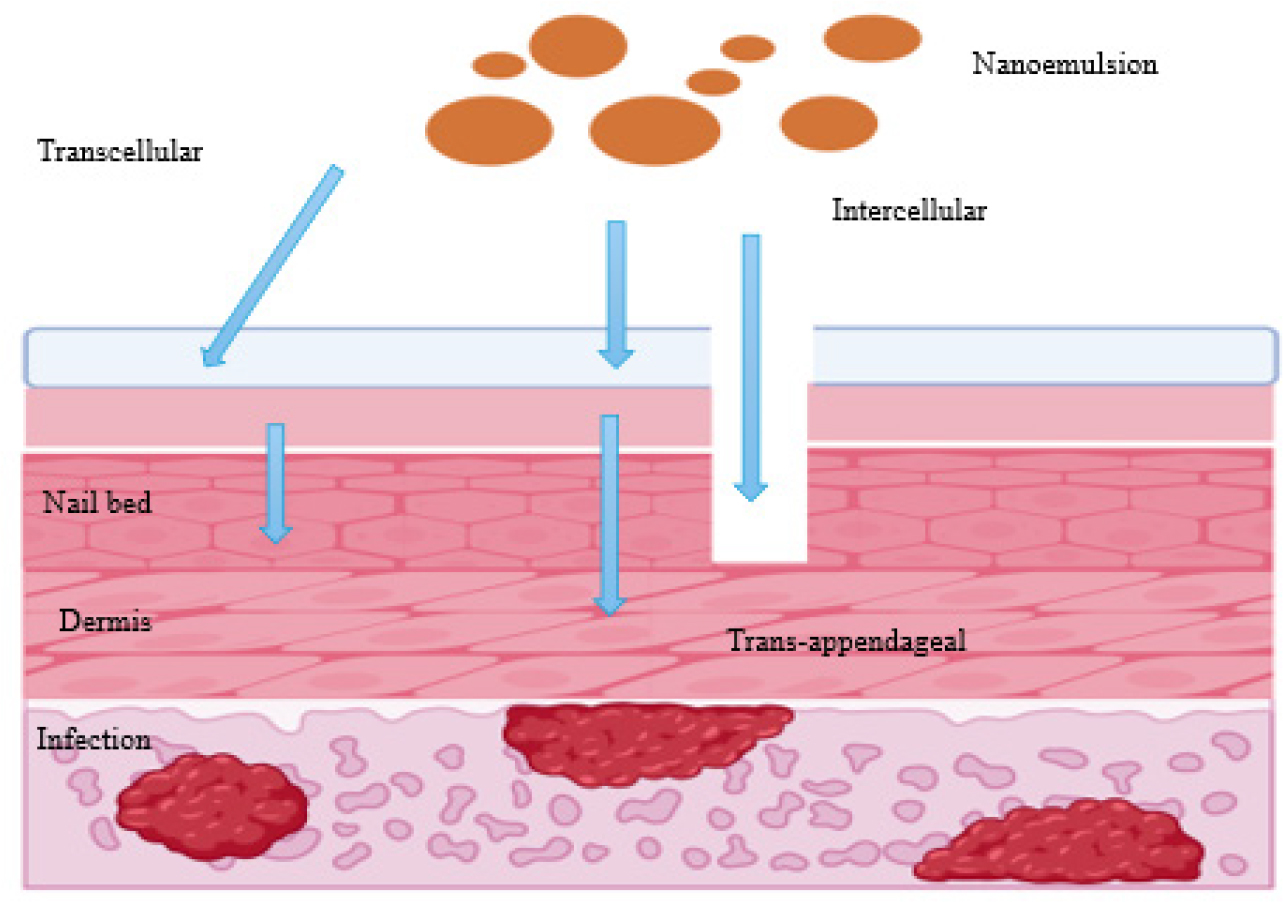 Mechanism of Drug Delivery Through the Nail Plate.