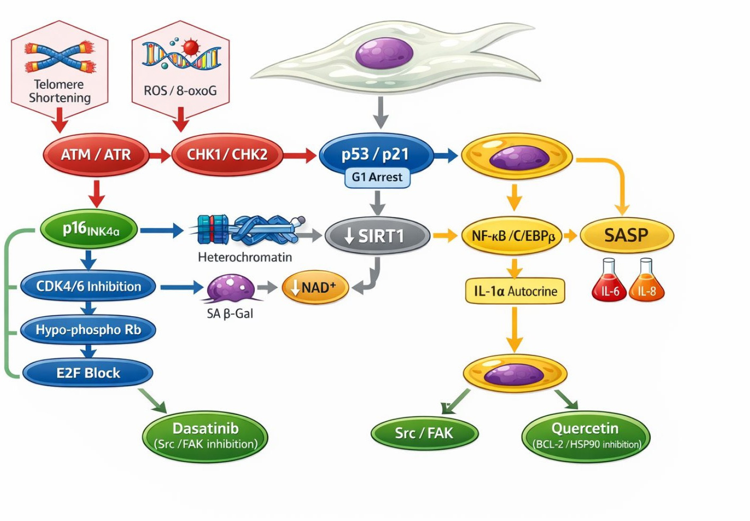 Senescence pathways integrating DDR (p53/p21), Rb axis, metabolic shifts (NAD+/SA- β-gal), and SASP; Senolytics target enriched vulnerabilities.