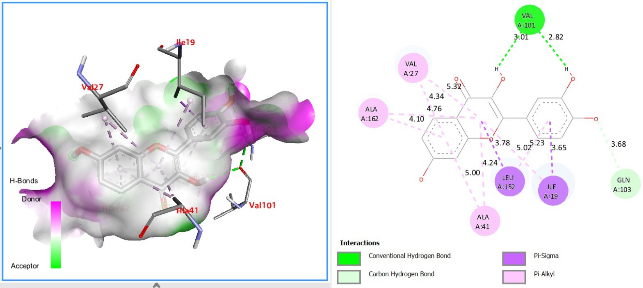 Quercetin docking in NF-κB p50 subunit with nanoparticle-enhanced interactions for SASP suppression.
