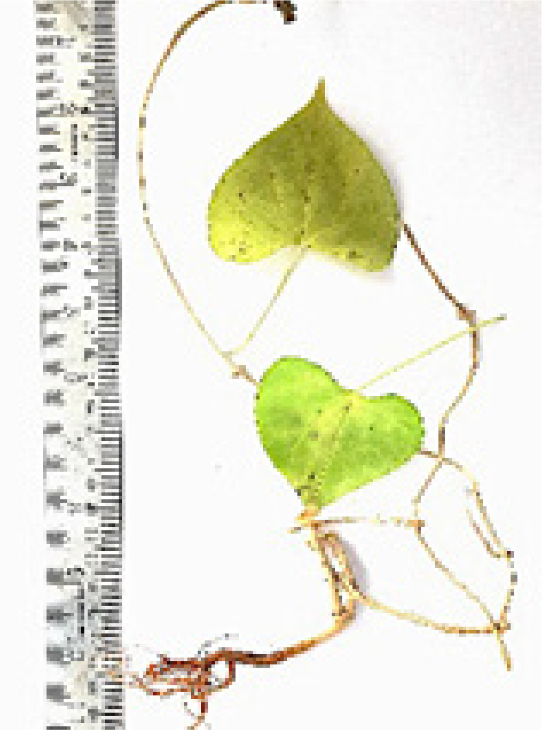 Pergularia daemia, thewhole plant.