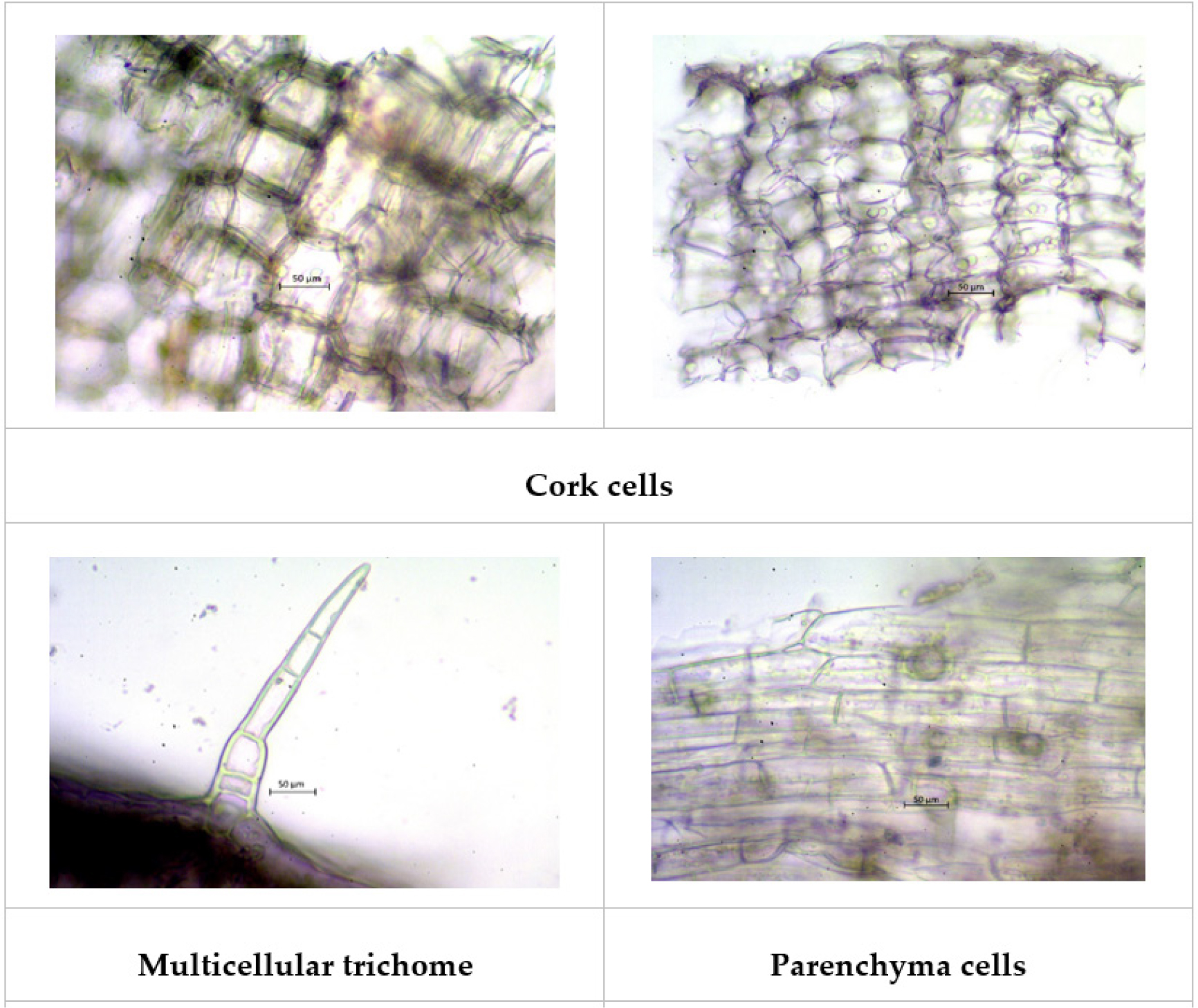 Powder microscopy Pergularia daemia - whole plant.