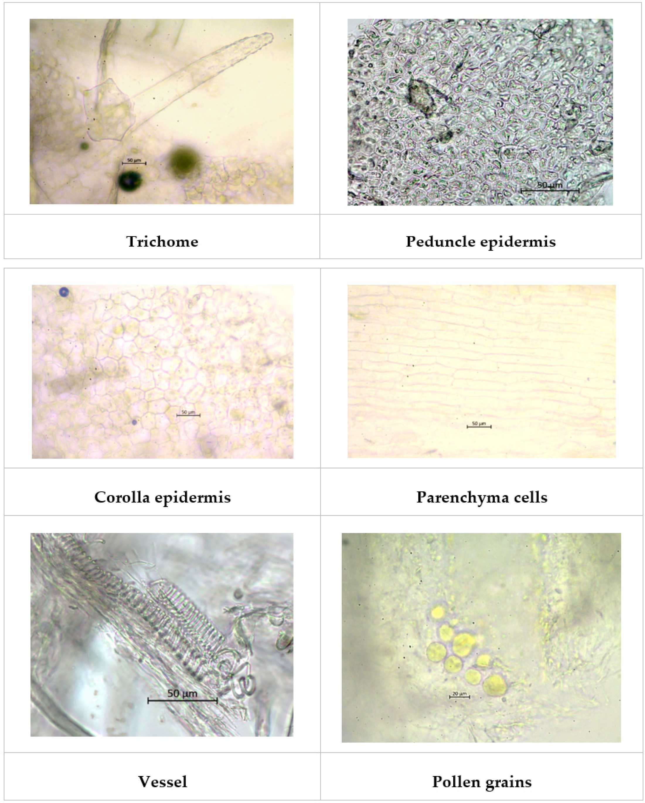 Powder microscopy ofPergularia daemia flower.