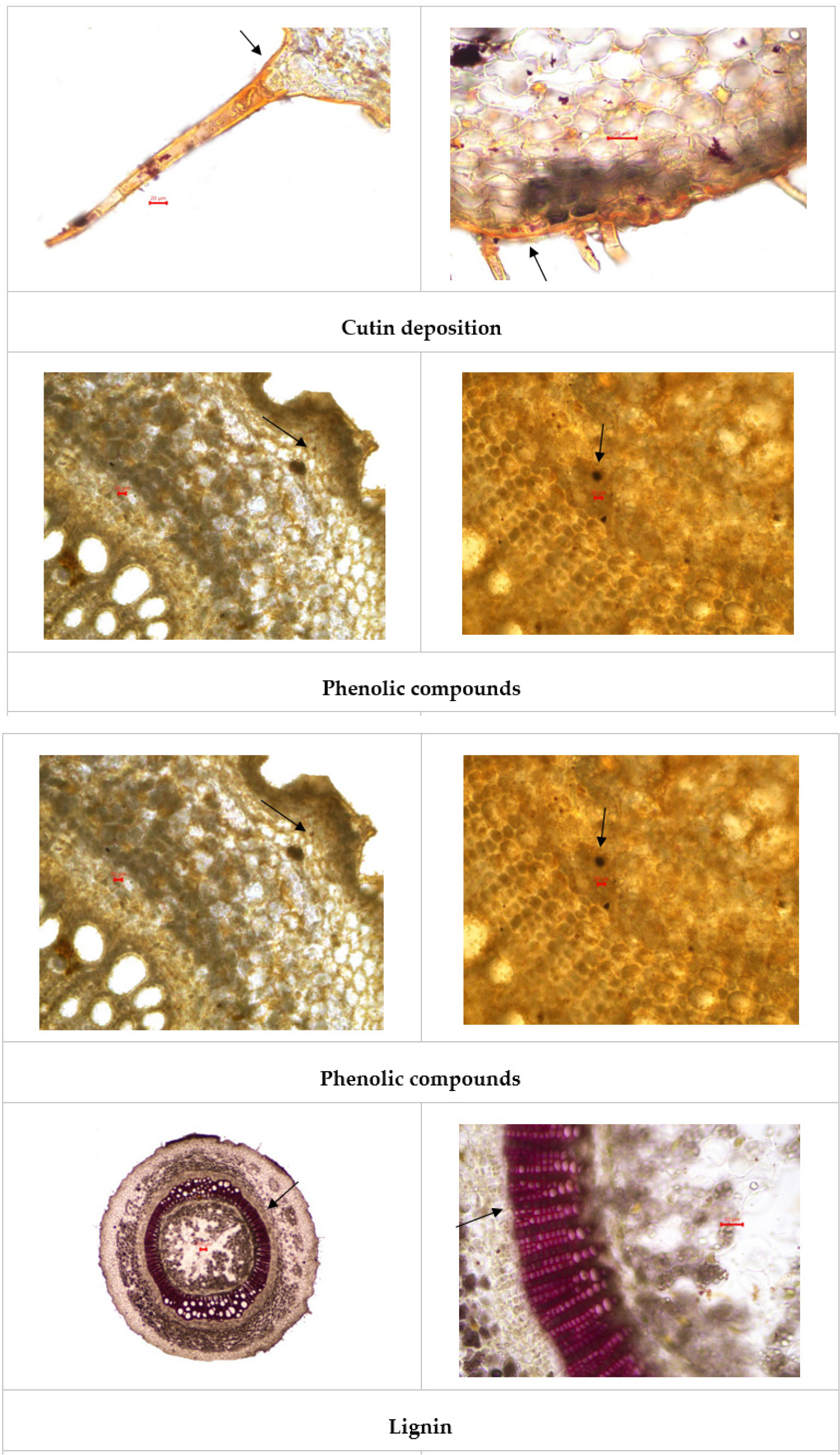 Histochemistry ofPergularia daemia – stem.