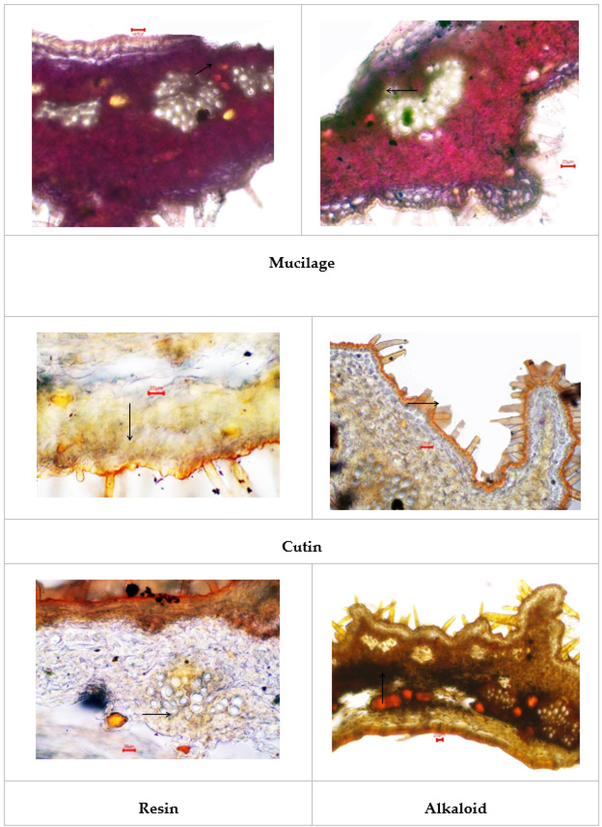 Histochemistry of Pergularia daemia pericarp.