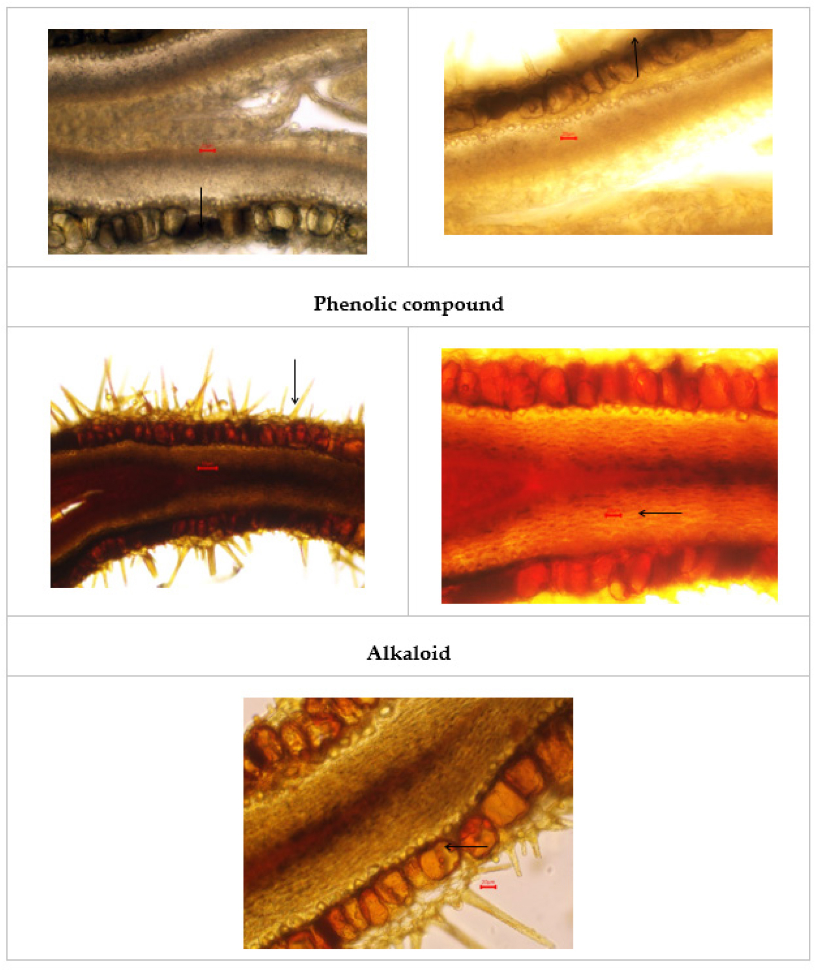Histochemistry of Pergularia daemia seed.
