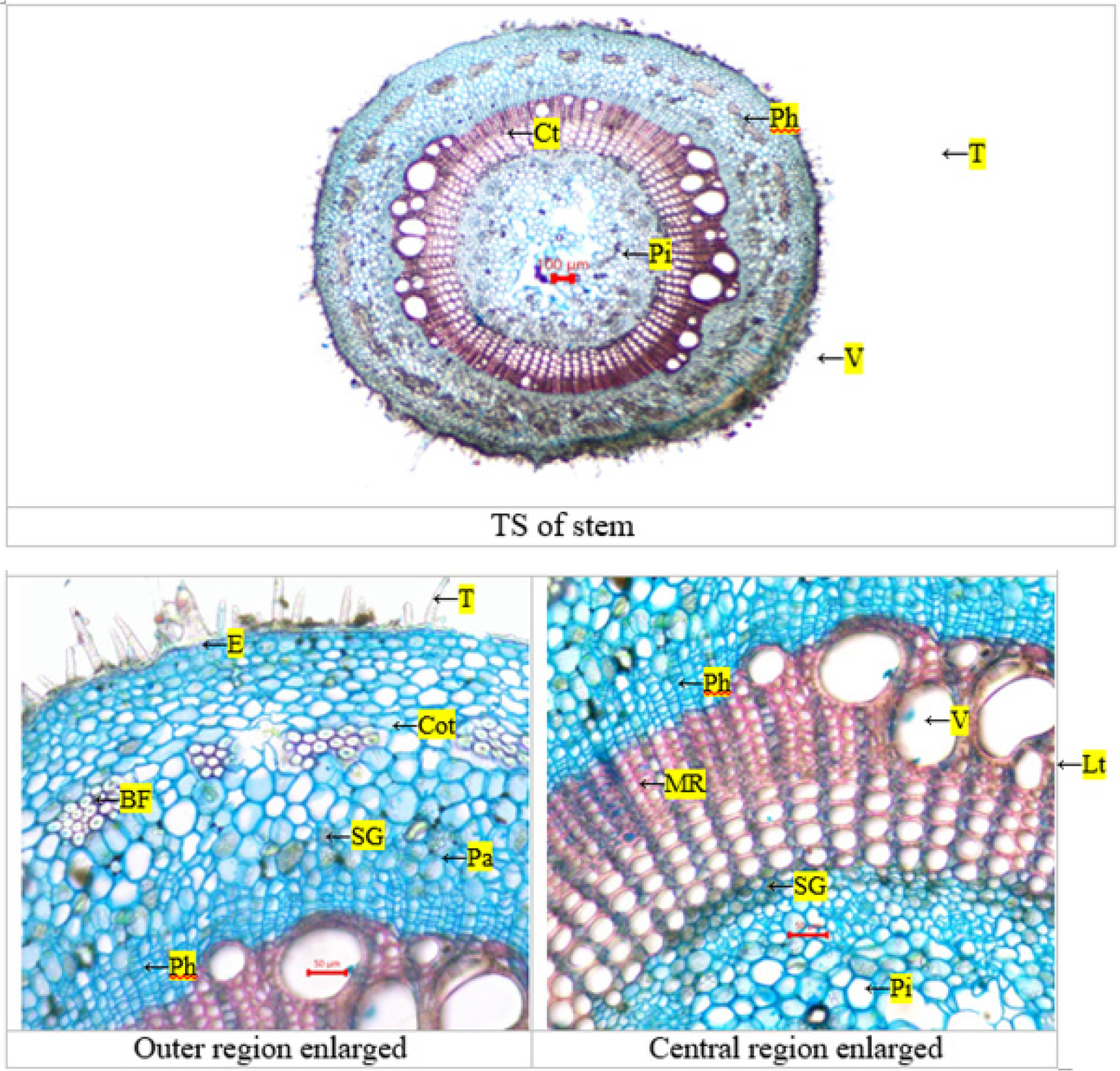 TS of Pergularia daemia – stem. BF - bast fibres; Cot - cortex; Cu - cuticle; E - epidermis; Lt - latex; MR - medullar ray; Pa - parenchyma; Ph - phloem; Pi - pith; SG - starch grain; V - vessel; Xy – xylem.