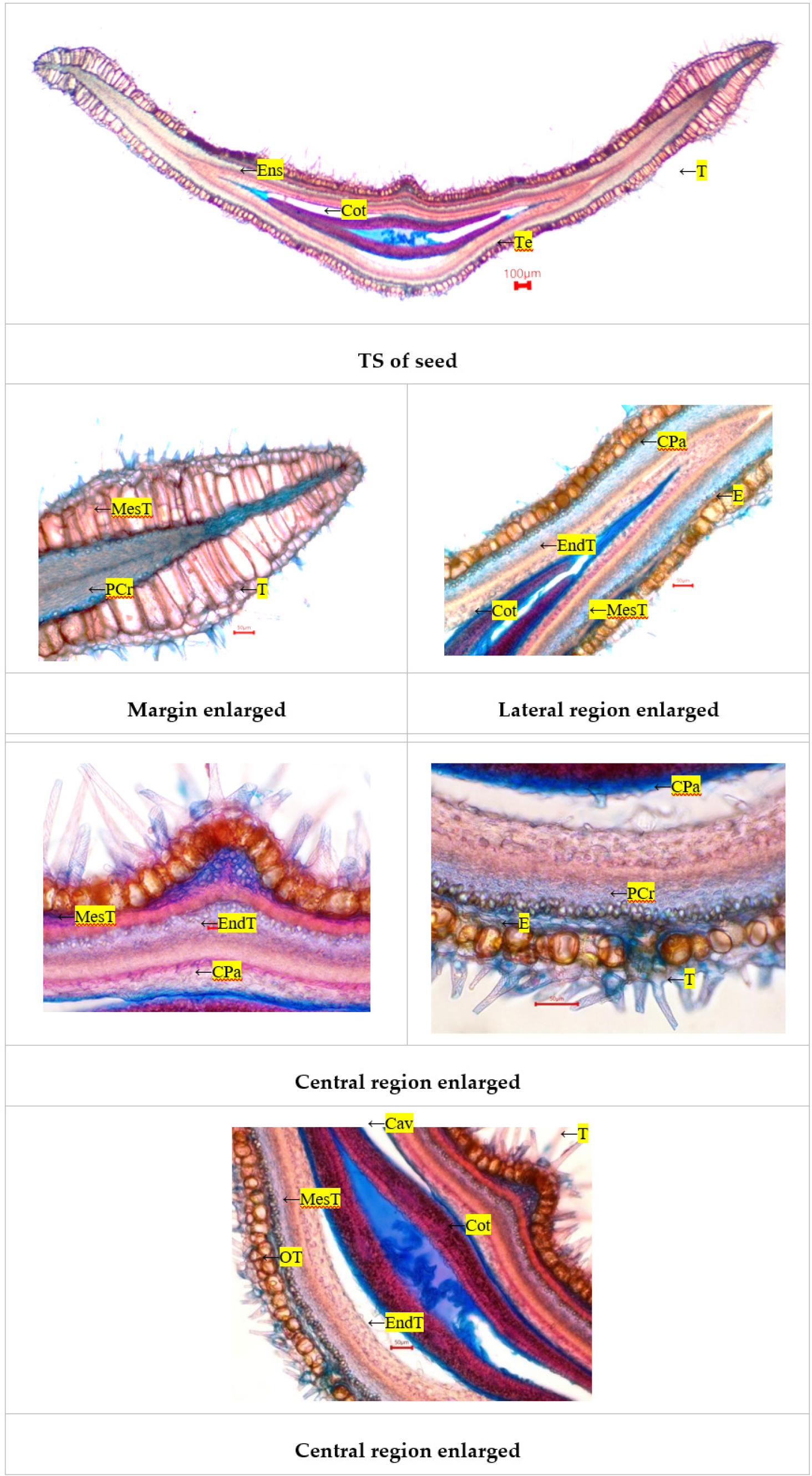 TS of Pergularia daemia seed. Cav - cavity; Cot - cotyledon; CPa- crushed parenchyma; E - epidermis; EndT-endotesta; Ens - endosperm; Mest- mesotesta;OT - outer testa; PCr - prismatic crystal; T -trichome; Te - testa; VB - vascular bundle.