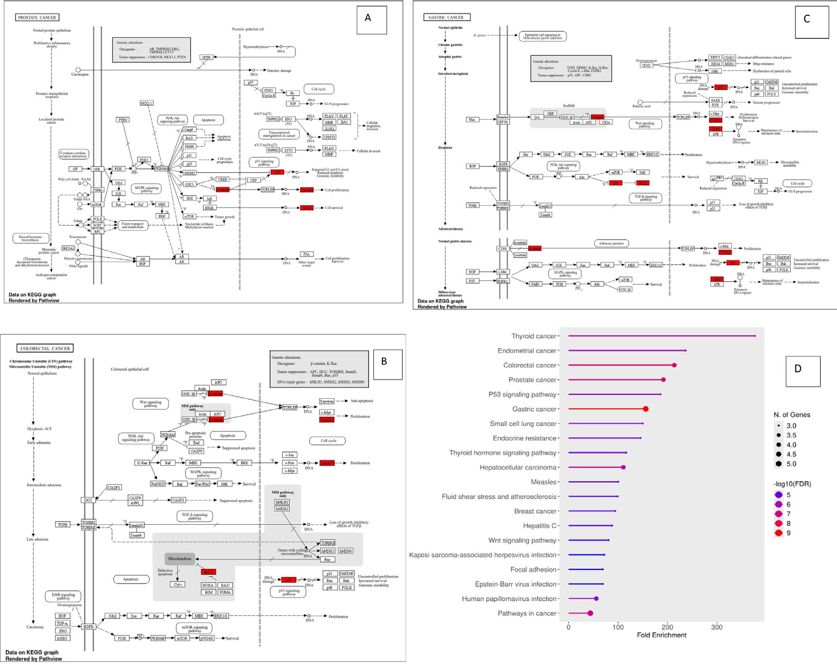 KEGG pathway enrichment and pathway mapping of identified hub targets. (A, B and C) KEGG pathway maps for prostate, colorectal and gastric cancer, highlighting key. target involvement. (D) Dot plot showing significantly enriched KEGG pathways based on fold enrichment and FDR.